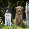 Hunderassen – Ein Streifzug Durch Die Geschichte ganzes Hunderasse 7 Buchstaben