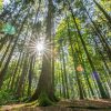 Im Wald Fotografieren - Gestaltungs- Und Ausrüstungstipps über Bilder Vom Wald Zum Ausdrucken
