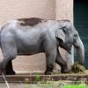 Indischer Elefant | Twinsie's Blog für Unterschied Afrikanische Und Indische Elefanten