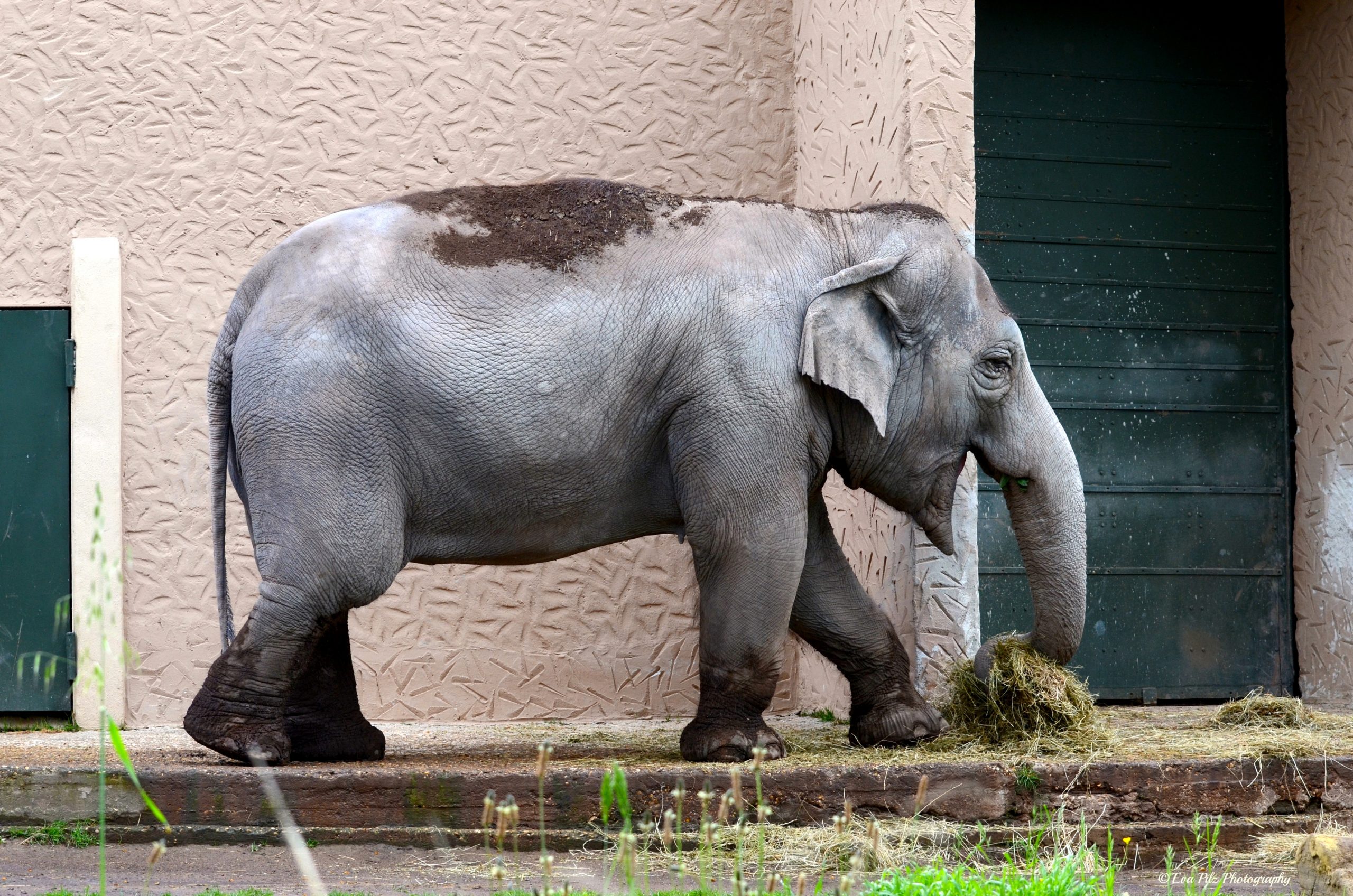 Indischer Elefant | Twinsie's Blog für Unterschied Afrikanische Und Indische Elefanten