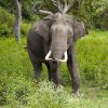 Indischer Elefant – Wikipedia in Indische Und Afrikanische Elefanten
