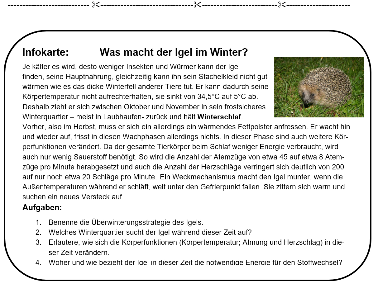 Infokarten Winterschlaf innen Tiere Im Winter Arbeitsblätter Klasse 5