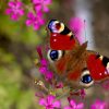 Insekten Und Spinnentiere: Schmetterlinge - Schmetterlinge bestimmt für Schmetterling Insekt