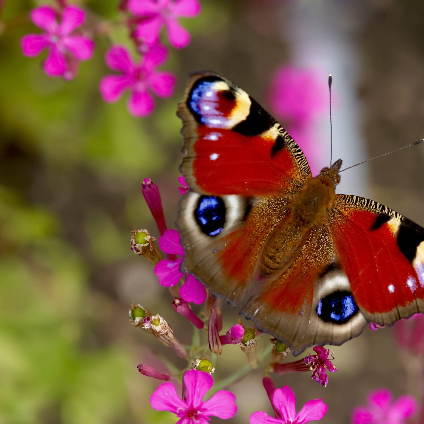 Insekten Und Spinnentiere: Schmetterlinge - Schmetterlinge bestimmt für Schmetterling Insekt
