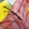 Insekten | Zoofachmarkt Gräber-Mobile verwandt mit Stabheuschrecken Fortpflanzung
