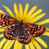 Insektensterben Zu Viel Dünger Schadet Schmetterlingen in Schmetterling Insekt