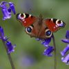 Insektensterben Zu Viel Dünger Schadet Schmetterlingen verwandt mit Schmetterlinge Insekten