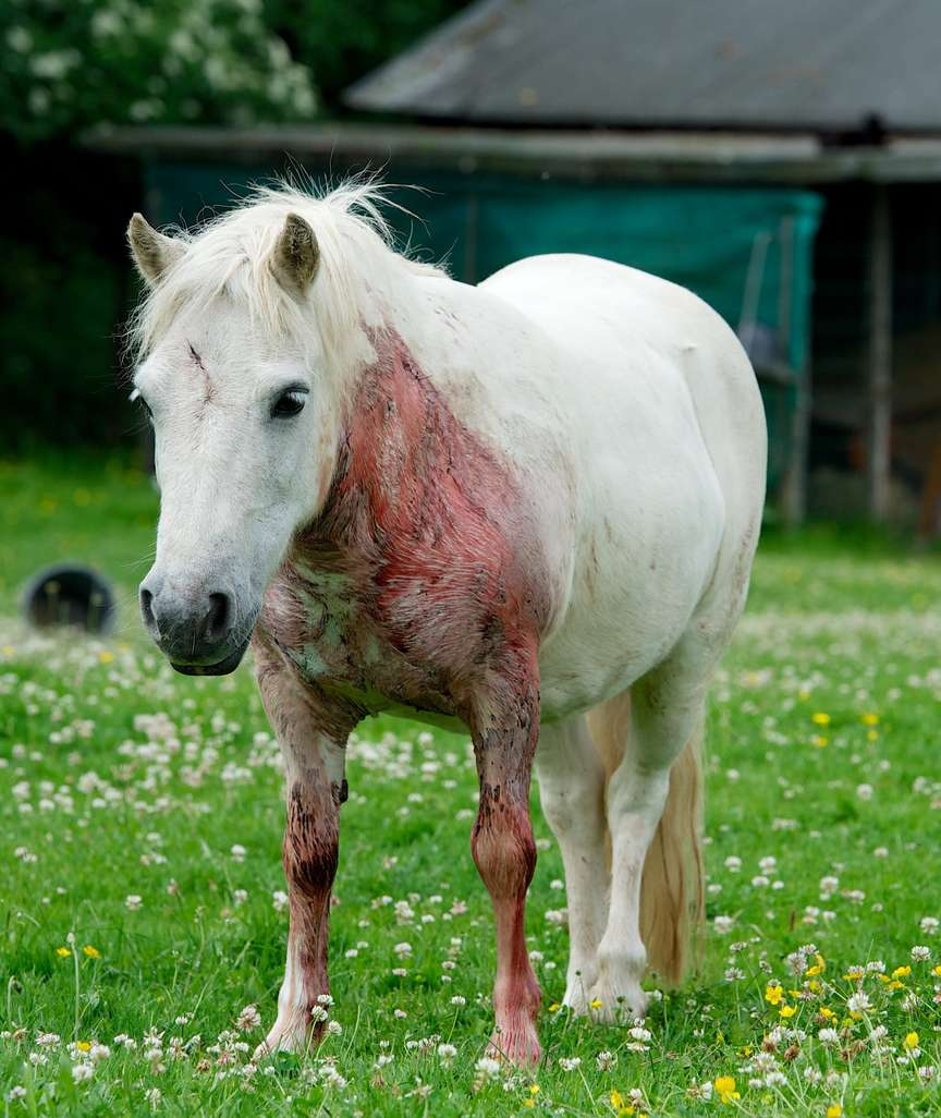 Irrer Pferde-Ripper Schlägt In Moers Zu: Messer- Attacke Auf über Süße Pferde Bilder