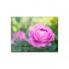 Ist Ihre Liebe Reif Für Ein Rosenbild? | Aus Liebe Zur Rose. für Blumenbilder Rosen