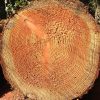 Jahresring | Holz | Glossar | Baunetz_Wissen ganzes Wie Entstehen Jahresringe Bei Bäumen