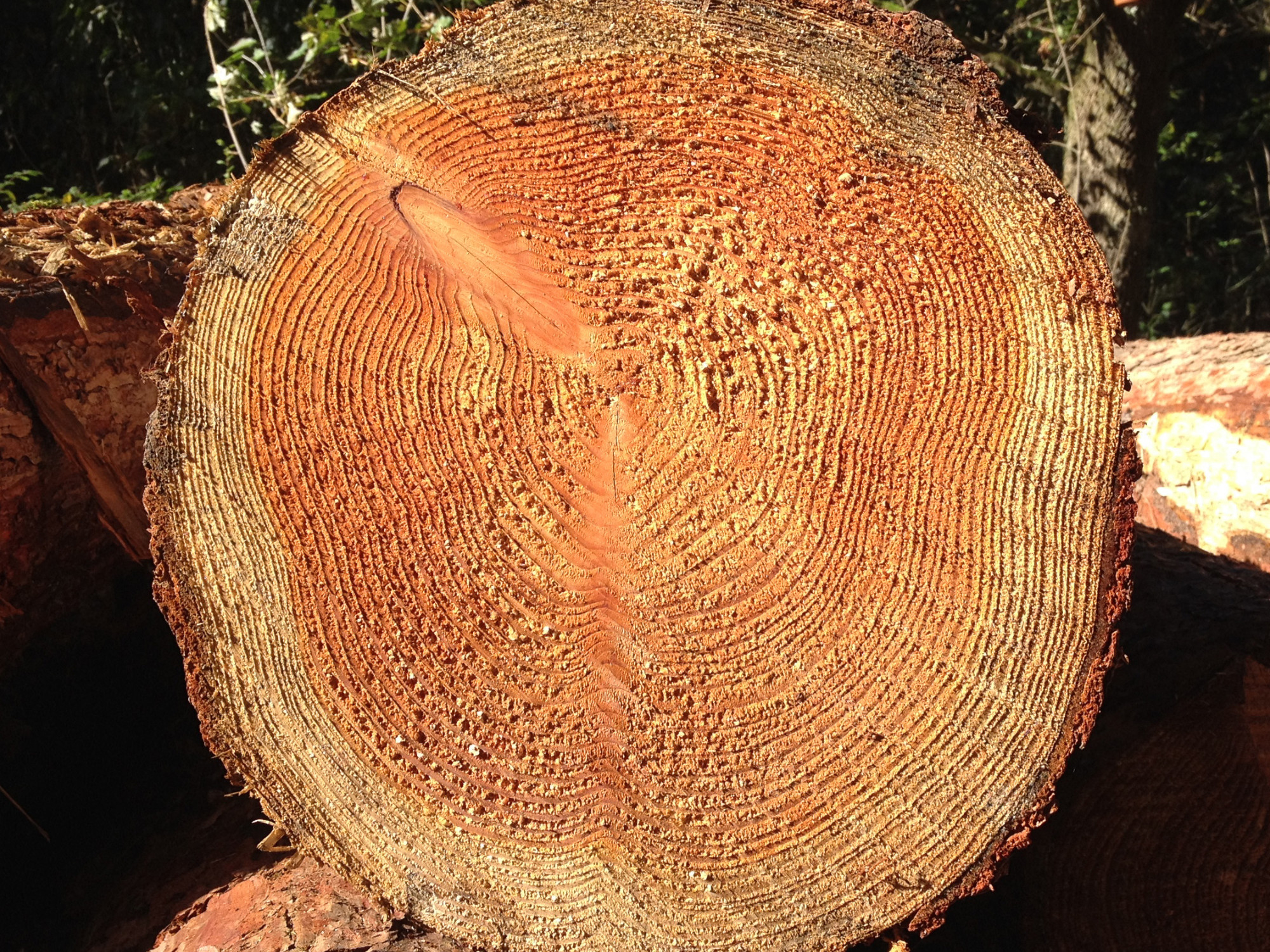Jahresring | Holz | Glossar | Baunetz_Wissen ganzes Wie Entstehen Jahresringe Bei Bäumen