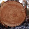 Jahresring – Wikipedia mit Wie Entstehen Jahresringe Bei Bäumen