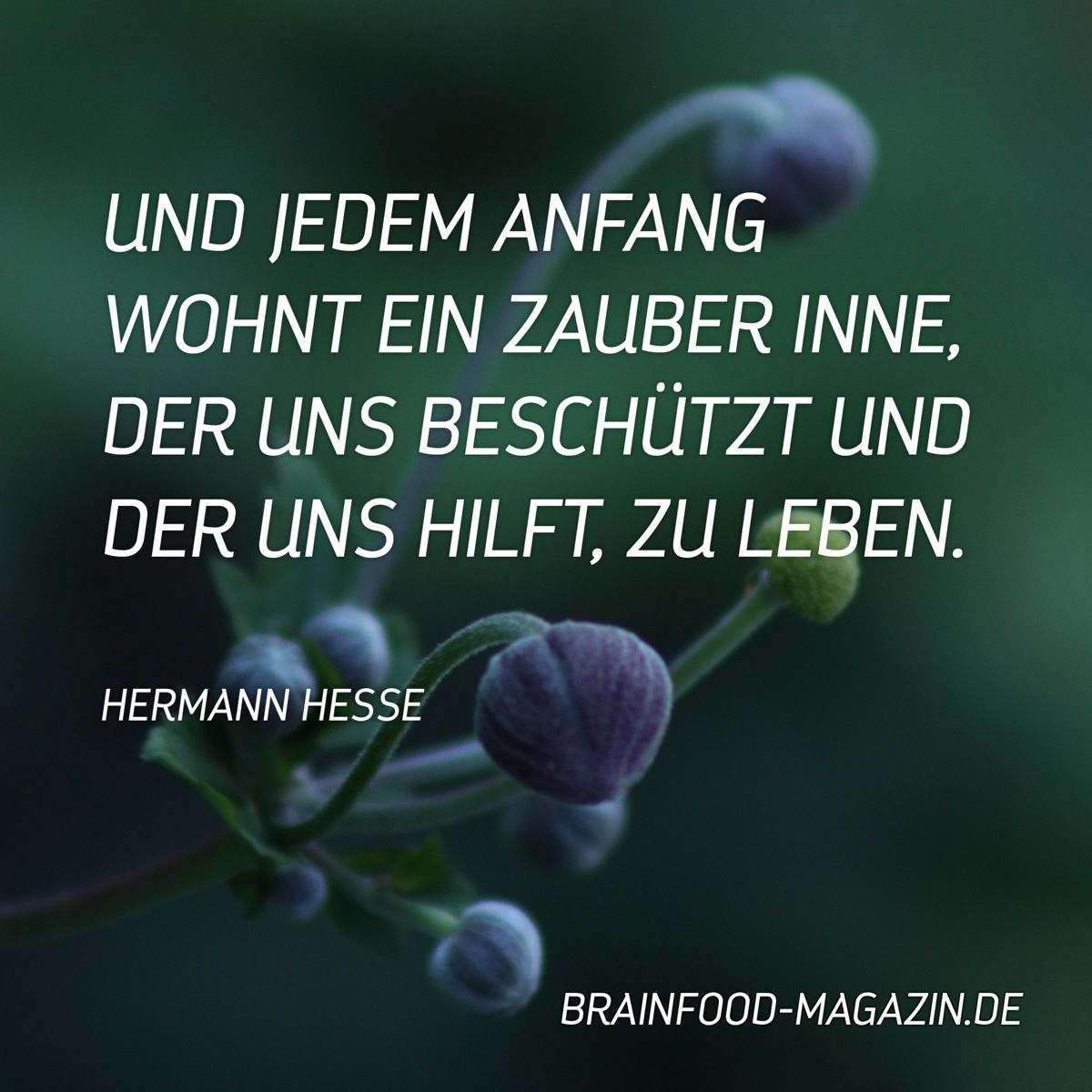 Jedem Anfang Wohnt Ein Zauber Inne | Inspirierende Zitate ganzes Hermann Hesse Allem Anfang Wohnt Ein Zauber Inne