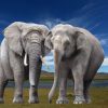 Junior Tierlexikon Für Kinder - Tiere Von A Bis Z | Junior mit Indische Und Afrikanische Elefanten