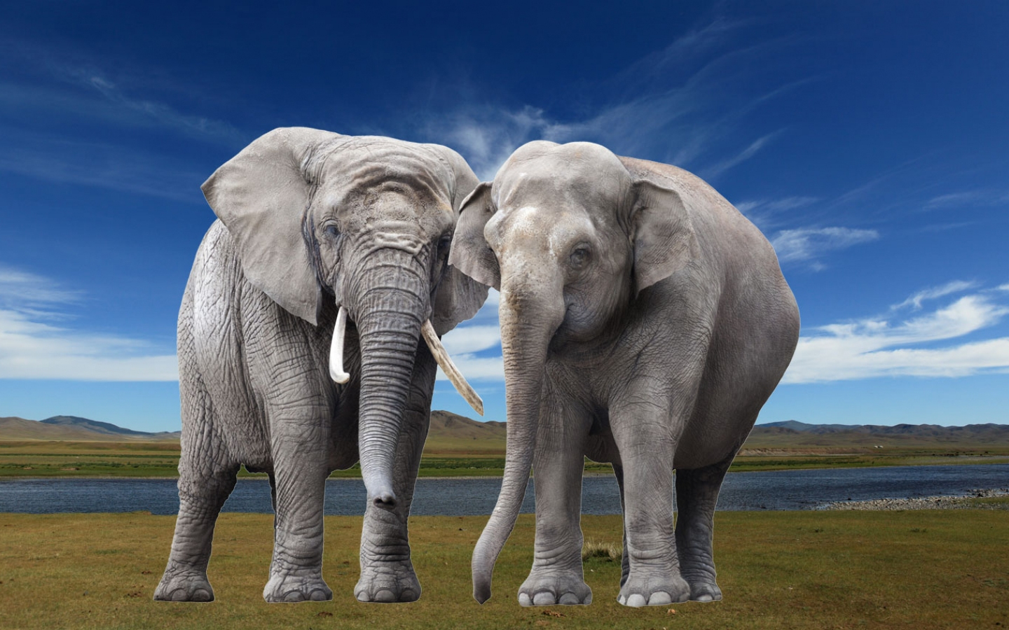 Junior Tierlexikon Für Kinder - Tiere Von A Bis Z | Junior mit Indische Und Afrikanische Elefanten