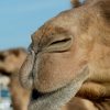 Kamel | Duda.news innen Wie Lange Können Kamele Ohne Wasser Auskommen