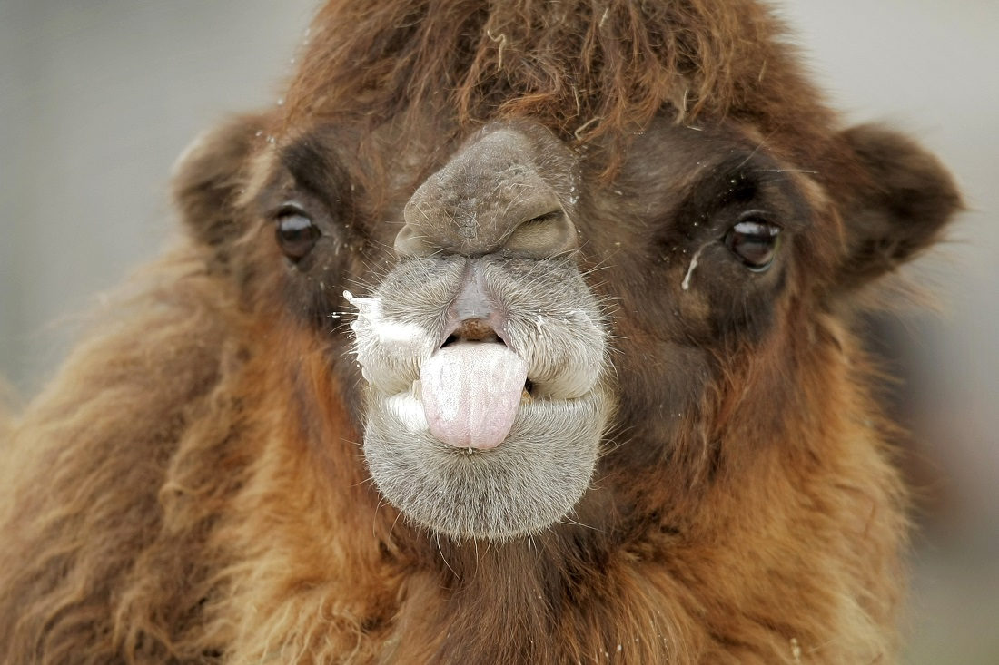 Kamel | Duda.news über Wie Lange Können Kamele Ohne Wasser Auskommen