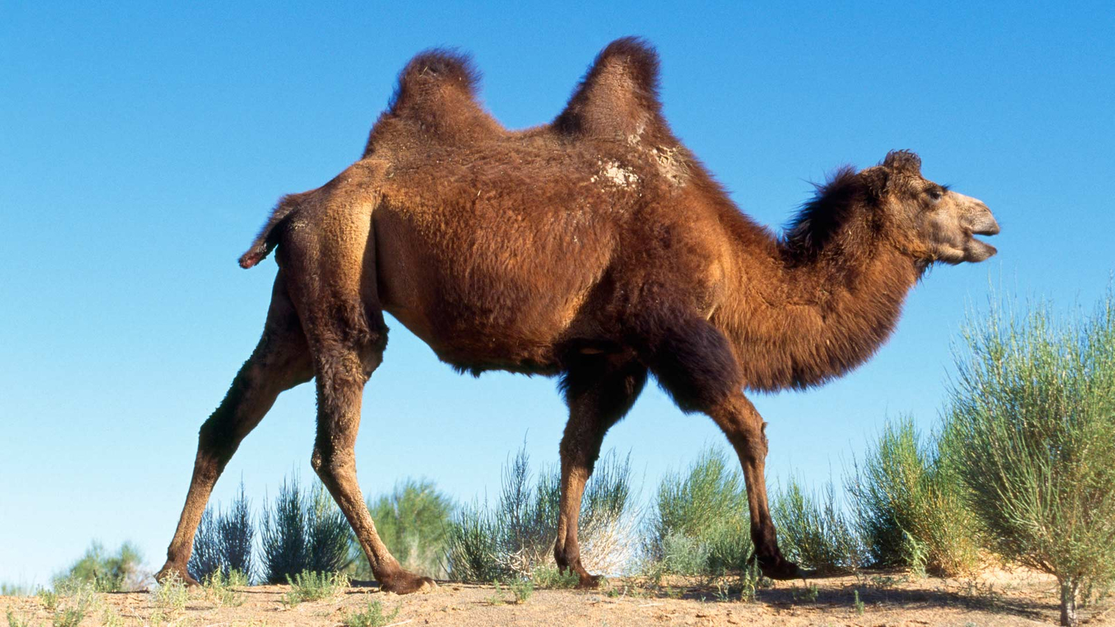Kamele: Überlebenskünstler In Der Wüste - Wildtiere - Natur innen Wie Lange Können Kamele Ohne Wasser Auskommen