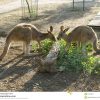 Kangaroo-6 Stockfoto. Bild Von Australien, Känguruhs - 64790216 in Haben Männliche Kängurus Einen Beutel