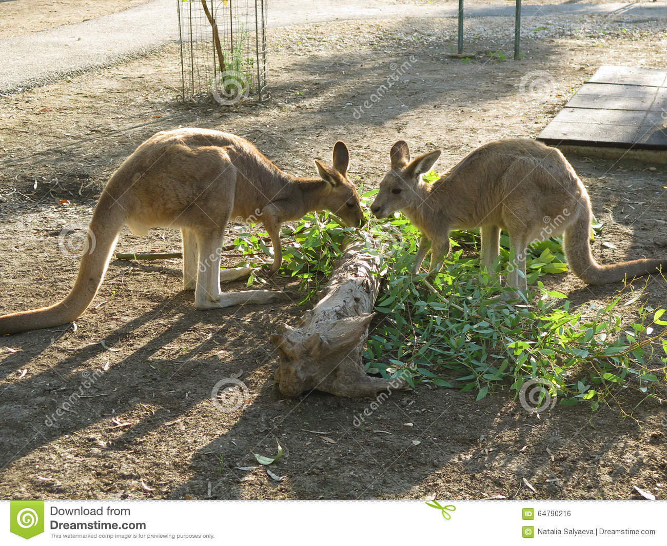 Kangaroo-6 Stockfoto. Bild Von Australien, Känguruhs - 64790216 in Haben Männliche Kängurus Einen Beutel