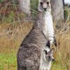 Kängurus – Wikipedia in Haben Männliche Kängurus Einen Beutel