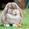 Kaninchen Als Haustier - Alles Was Man Wissen Muss mit Kaninchen Als Haustier Was Muss Man Beachten