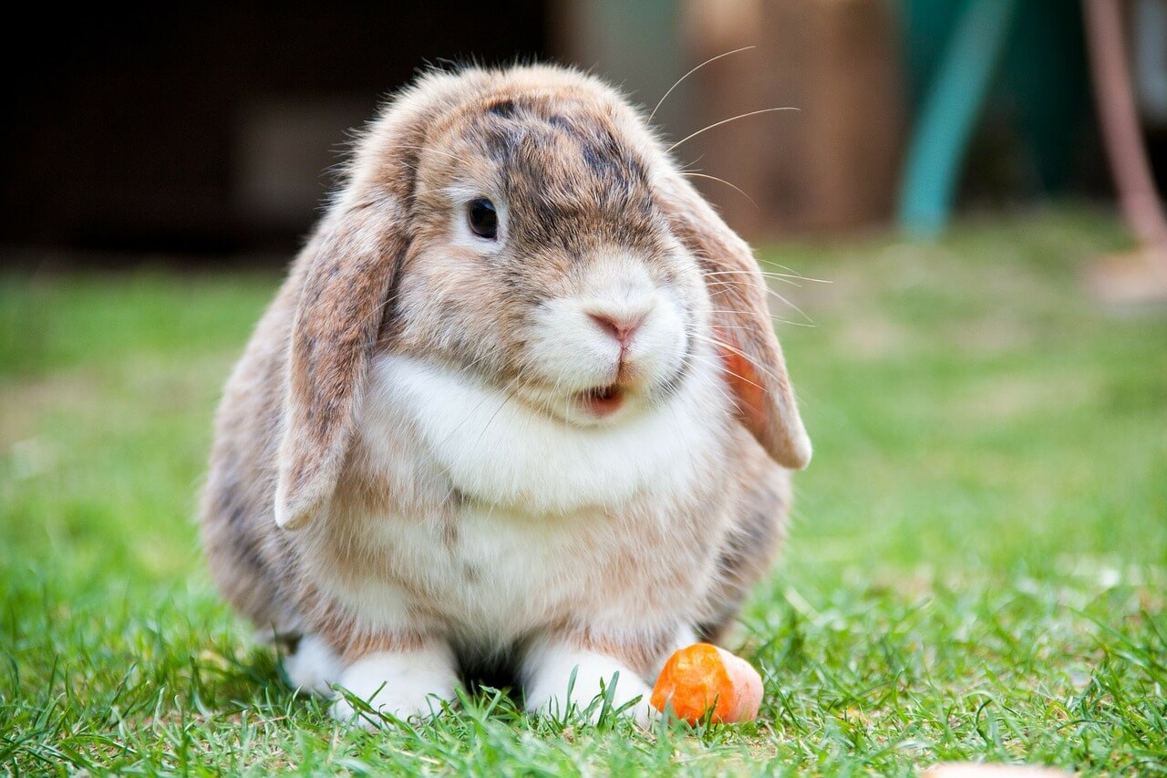 Kaninchen Als Haustier - Alles Was Man Wissen Muss mit Kaninchen Als Haustier Was Muss Man Beachten