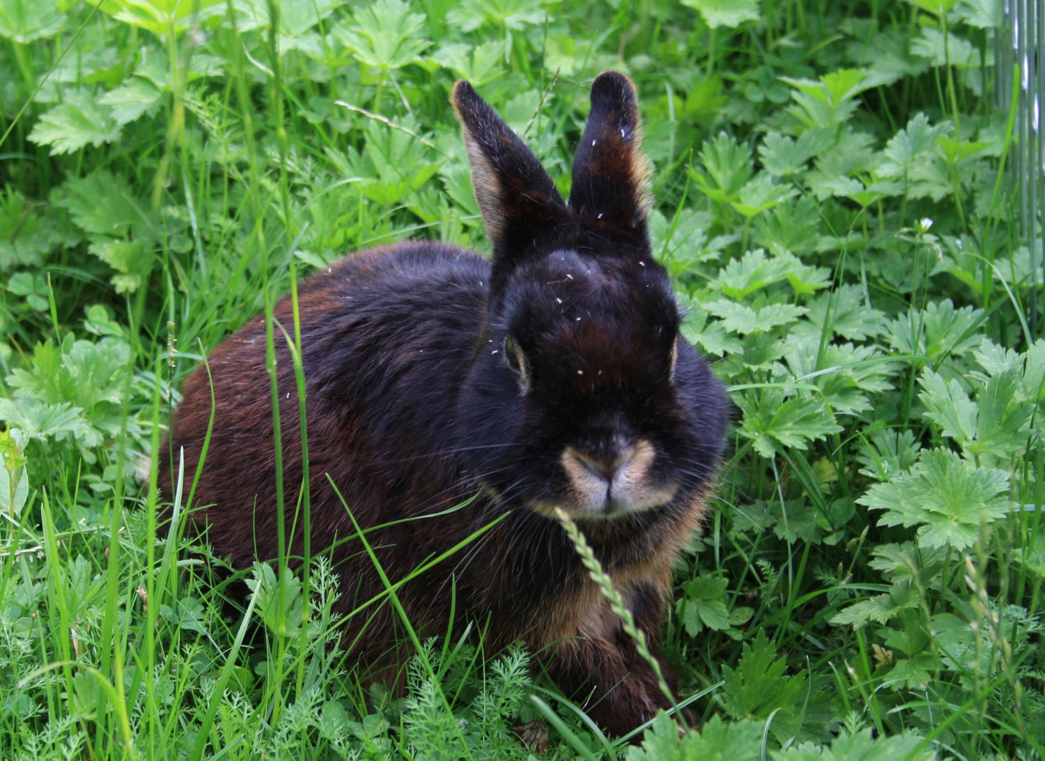 Kaninchen Haltung • Die Häufigsten Fragen Und Die ganzes Kaninchen Als Haustier Was Muss Man Beachten