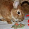 Kaninchen Haltung • Die Häufigsten Fragen Und Die innen Kaninchen Als Haustier Was Muss Man Beachten