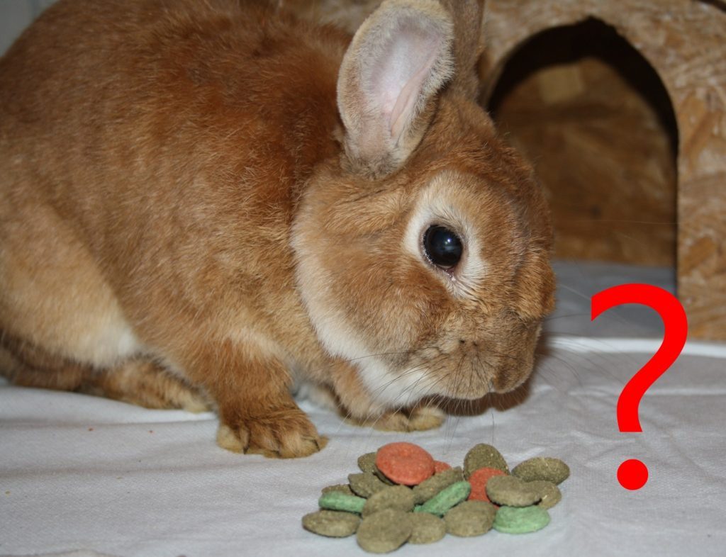 Kaninchen Haltung • Die Häufigsten Fragen Und Die innen Kaninchen Als Haustier Was Muss Man Beachten