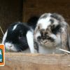 Kaninchen | Information Für Kinder | Anna Und Die Haustiere in Kaninchen Als Haustier Was Muss Man Beachten