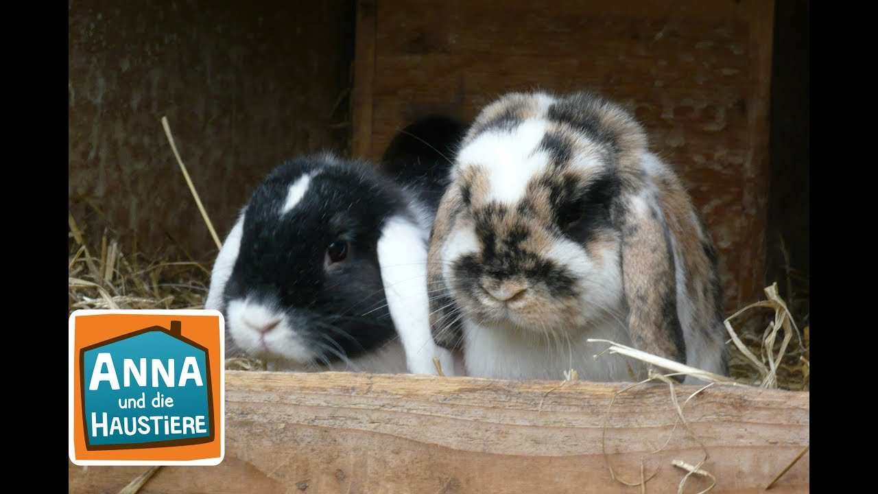 Kaninchen | Information Für Kinder | Anna Und Die Haustiere in Kaninchen Als Haustier Was Muss Man Beachten