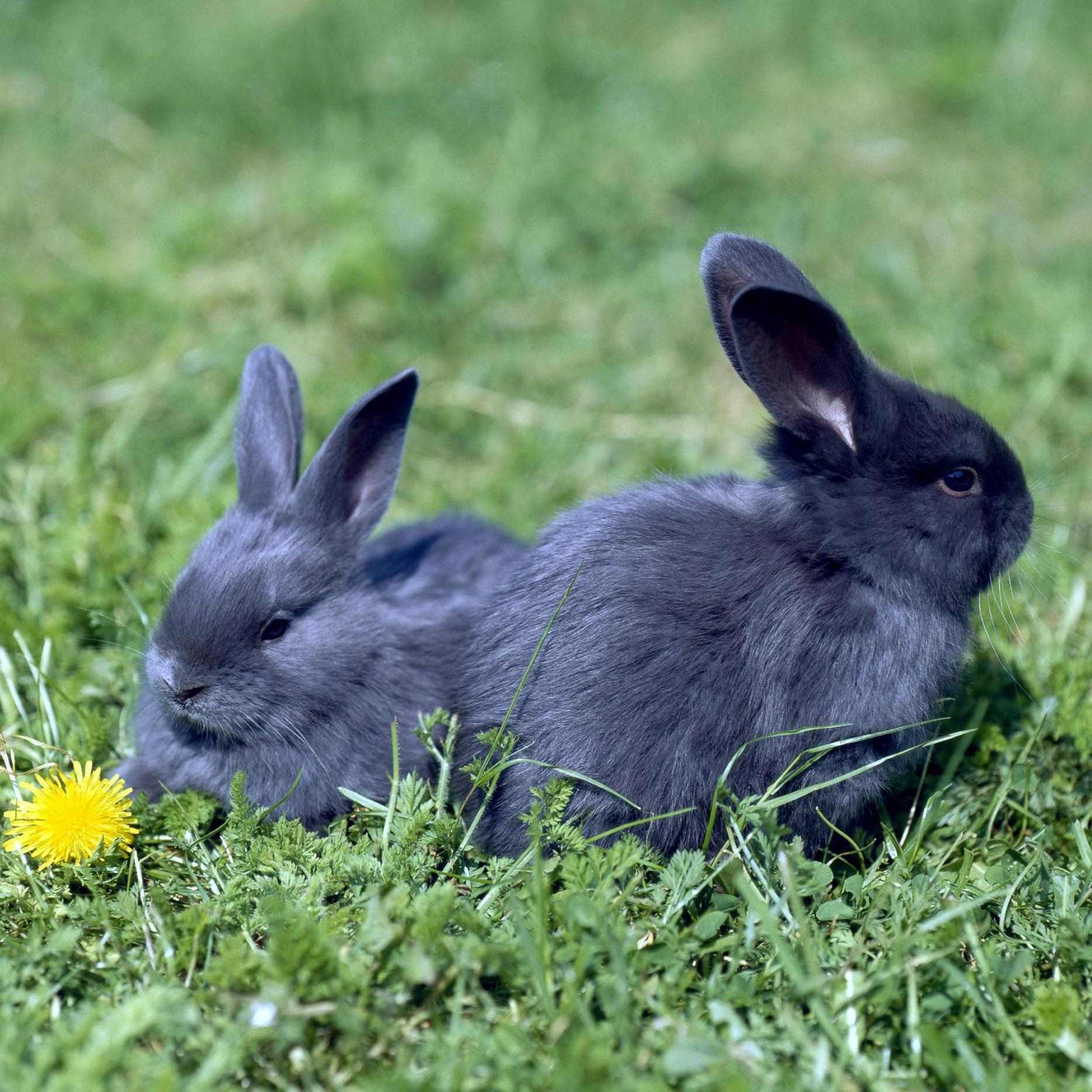 Kaninchen Kaufen: Was Muss Man Beachten? in Kaninchen Als Haustier Was Muss Man Beachten