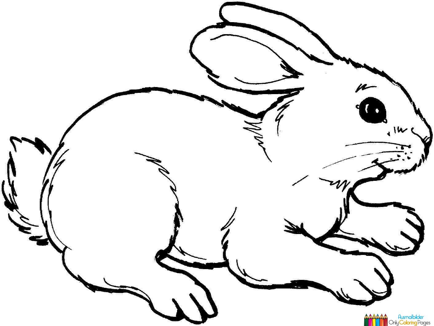 Kaninchen Zum Ausmalen (Mit Bildern) | Ausmalbild Hase in Kaninchen Zum Ausmalen