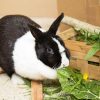 Kaninchenhaltung: Wie Halte Ich Kaninchen Richtig? verwandt mit Kaninchen Als Haustier Was Muss Man Beachten