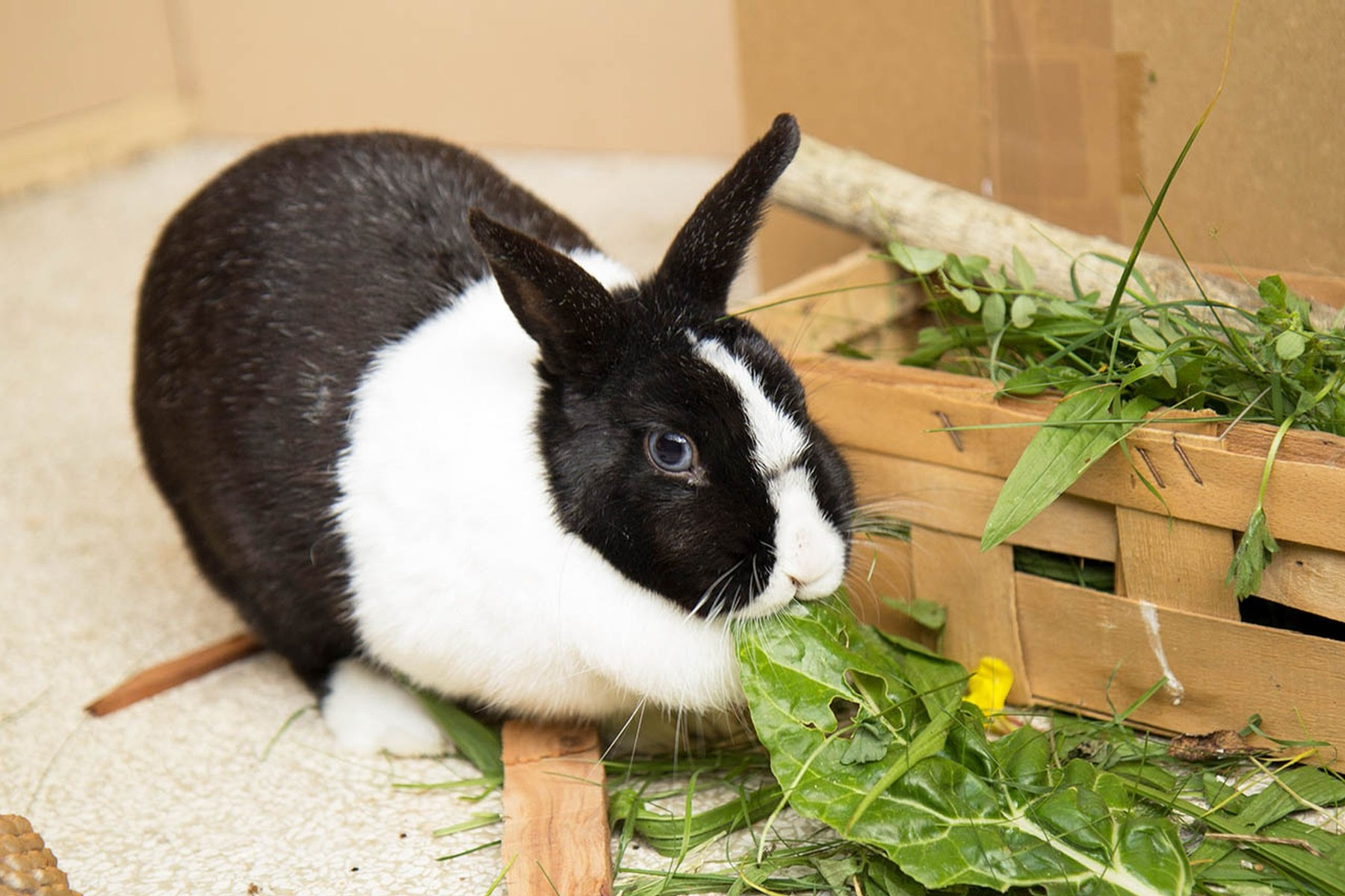 Kaninchenhaltung: Wie Halte Ich Kaninchen Richtig? verwandt mit Kaninchen Als Haustier Was Muss Man Beachten