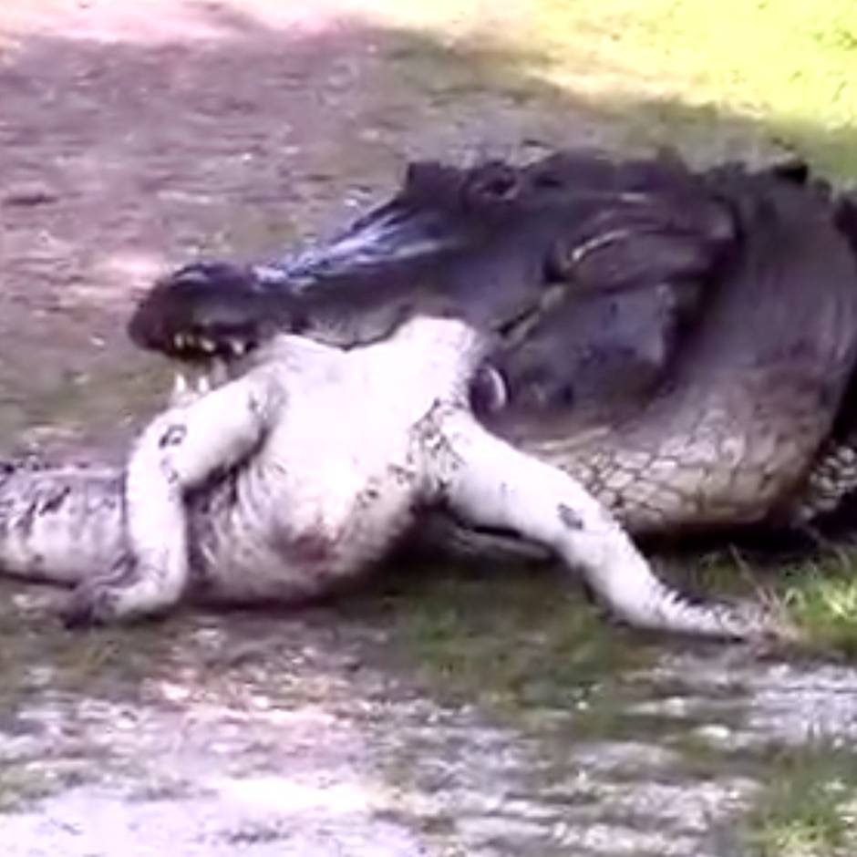 Kannibalismus: Alligator Frisst Alligator In Florida innen Warum Weinen Krokodile Beim Fressen