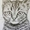 Katze Zeichnen Lernen Für Anfänger | Tiere Zeichnen in Katzengesicht Zeichnen