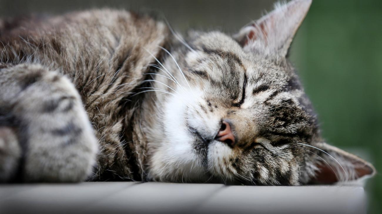 Katzen Schnurren Nicht Nur Aus Wohlbefinden - Welt bei Was Bedeutet Es Wenn Eine Katze Schnurrt