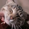 Katzen Schnurren Nicht Nur Aus Wohlbefinden - Welt verwandt mit Was Bedeutet Es Wenn Eine Katze Schnurrt