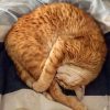 Katzenbilder Zum Ausdrucken Frisch 733 Besten Drucken Bilder bei Katzenbilder Zum Ausdrucken