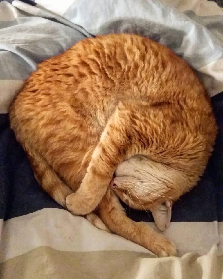 Katzen Fotos Zum Ausdrucken Kostenlos