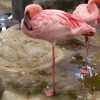 Kinderecke: Von Flamingo- Und Entenbeinen - Bretten bei Warum Stehen Flamingos Auf Einem Bein