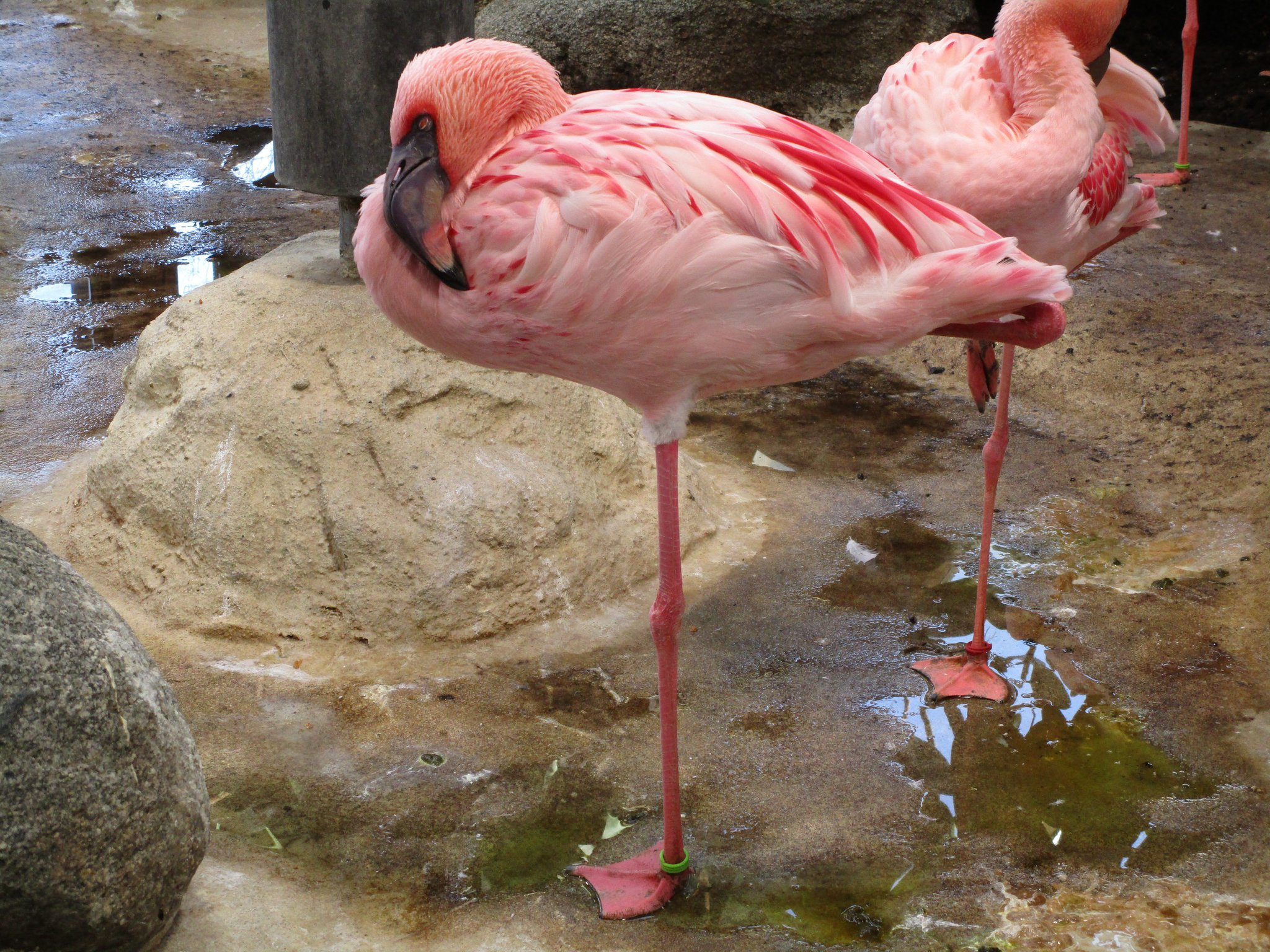 Kinderecke: Von Flamingo- Und Entenbeinen - Bretten bei Warum Stehen Flamingos Auf Einem Bein