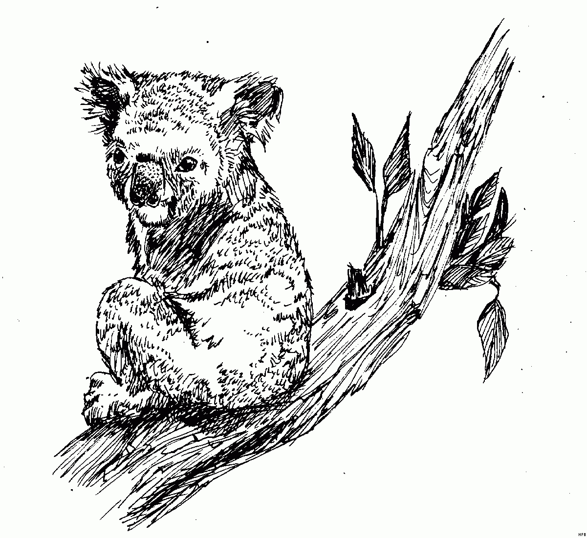 malvorlage koala  kinderbilderdownload  kinderbilder