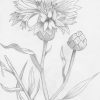 Kornblume: Blüte, Pflanzen, Zeichnung, Kornblumen Von Brinam verwandt mit Bleistiftzeichnungen Blumen