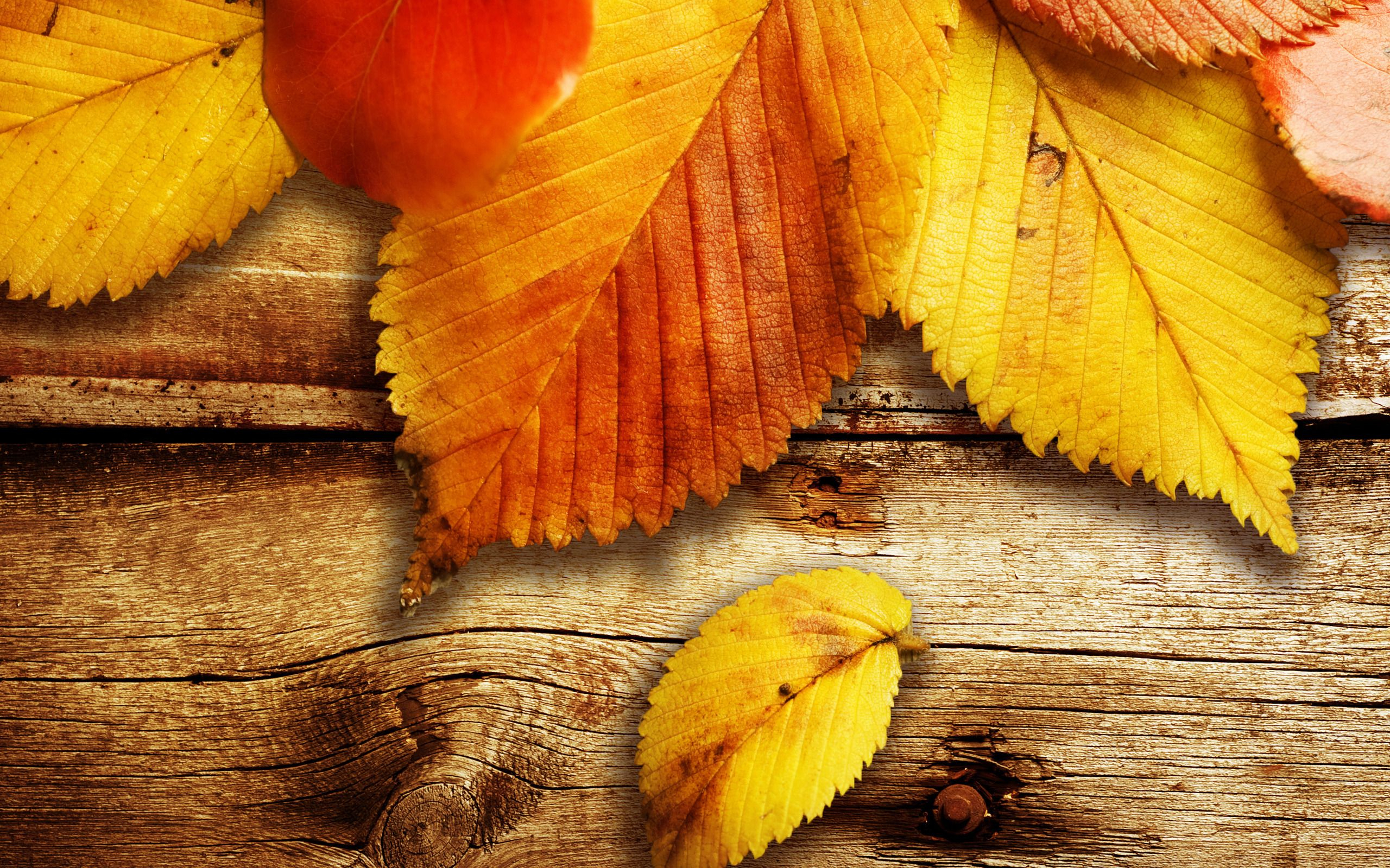 Kostenlos Blätter Im Herbst Tapete (Mit Bildern) | Herbst über Schöne Herbstbilder Kostenlos