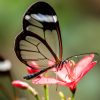 Kostenlose Bild: Schmetterling, Insekt, Natur, Sommer, Tierwelt bestimmt für Schmetterling Insekt