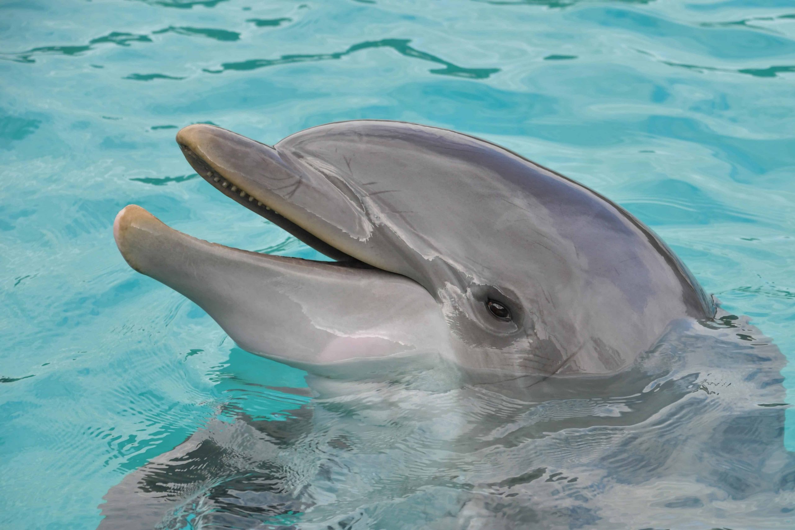 Kostenlose Bild: Wasser, Unterwasser, Delphin, Ozean, Meer über Delphine Bilder Kostenlos