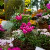 Kostenlose Bilder Bunter Blumenbeete mit Blumenbild Kostenlos